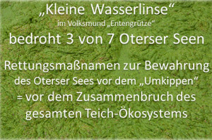 Kleine Wasserlinse