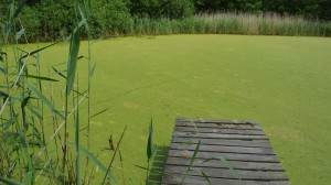 Der große Oterser See vom gegenüberliegenden Ufer aus gesehen (Eigentümer: Gemeinde Kirchlinteln)