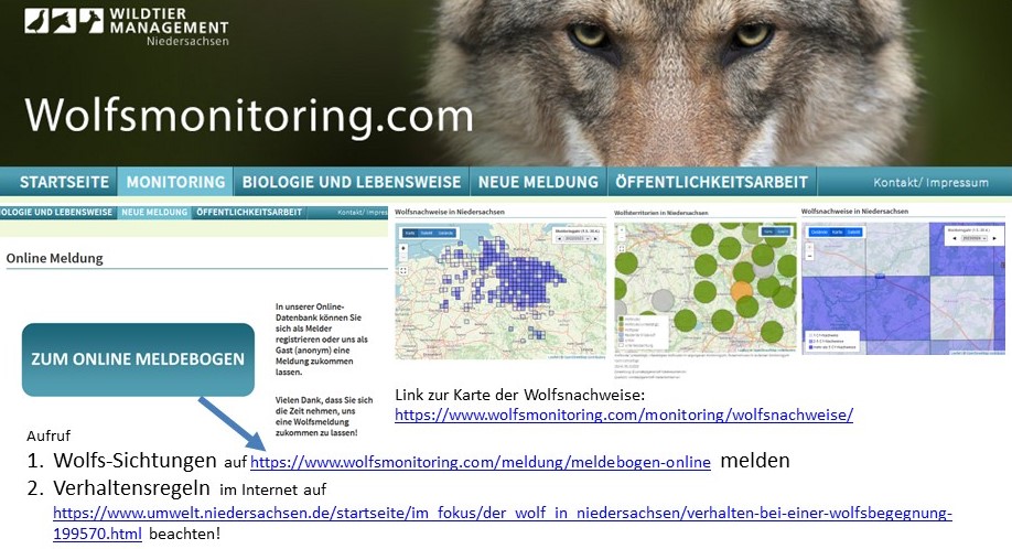 Wolfsrudel im Südteil der Gemeinde Kirchlinteln – 3 Sichtungen an einem Tag, OTERSEN, Aktiv, Lebenswert